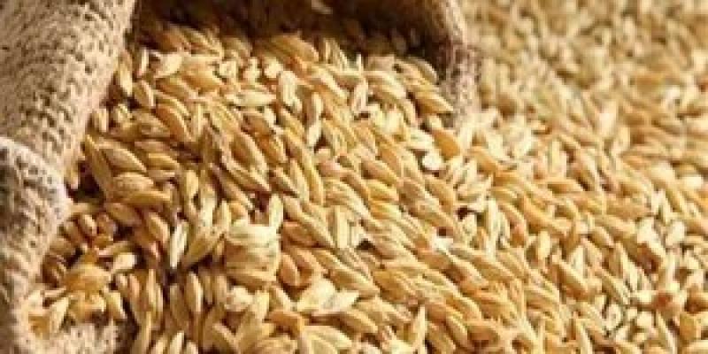 تراجع 1000 جنيه في سعر طن أرز الشعير اليوم