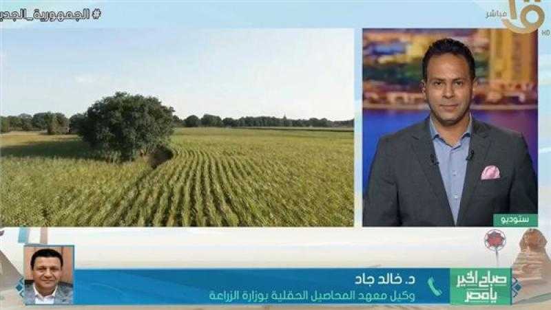 الزراعة: محصول الذرة يتعرض إلى آفة دودة الحشد.. وأصدرنا 9 مبيدات لمقاومتها