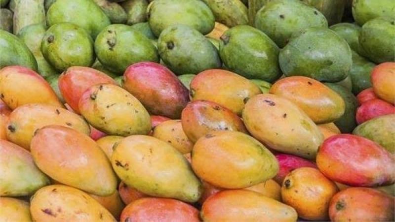 شعبة الخضروات والفاكهة بالغرفة التجارية تكشف سبب انخفاض أسعار المانجو