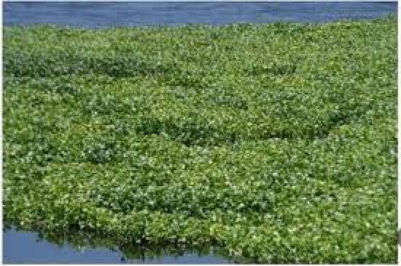 بخبرة آسيوية وتدريب مصري.. وزير الري يكشف عن حل مشكلة تكاثر ورد النيل