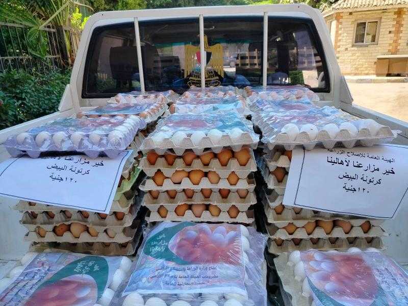 بـ120 جنيهًا للكرتونة.. ”الزراعة” تطرح بيض المائدة في 7 محافظات