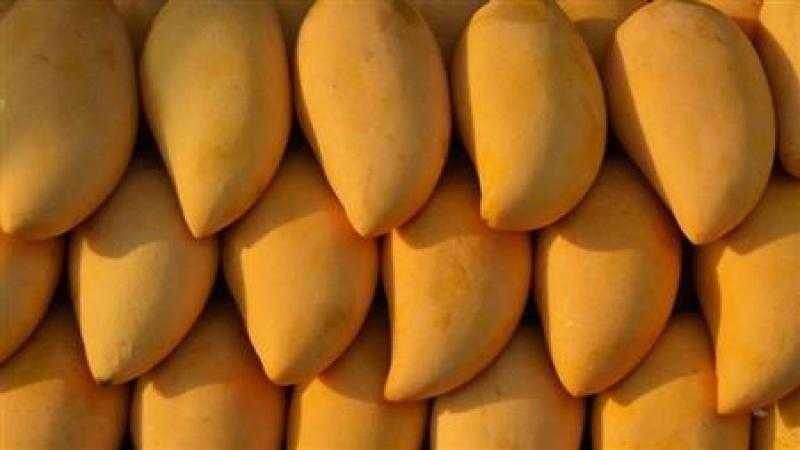 «الفلاحين» تكشف أسباب انخفاض أسعار المانجو بالأسواق.. وهذا ثمن الكيلو الآن