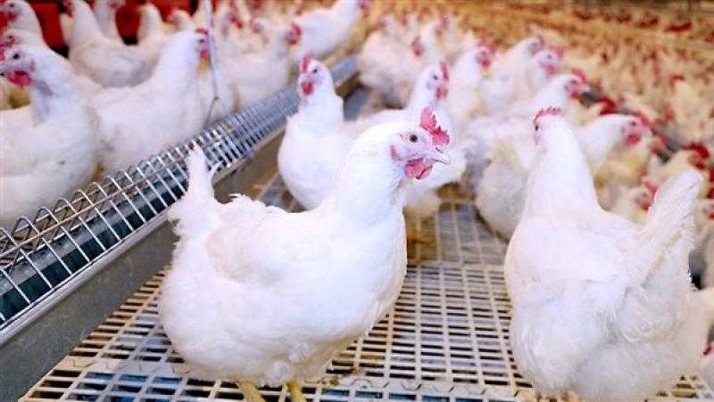 منتجي الدواجن ينفي زيادة أسعار الفراخ وبيض المائدة