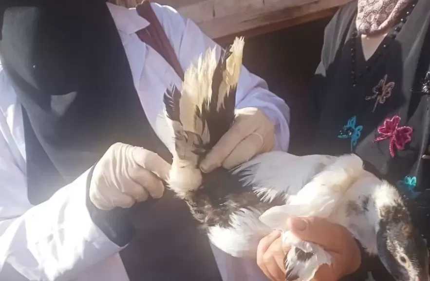 تحصين 110 آلاف و810 طيور ضد إنفلونزا الطيور والأمراض الوبائية بالشرقية