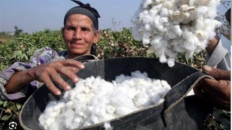 750 ألف فدان في 2030.. وكيل معهد القطن يوضح أحجام التوسعات في زراعة القطن