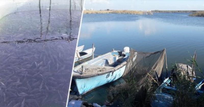 تنمية البحيرات يطلق مليون وحدة زريعة سمكية ببحيرة مريوط لزيادة المخزون
