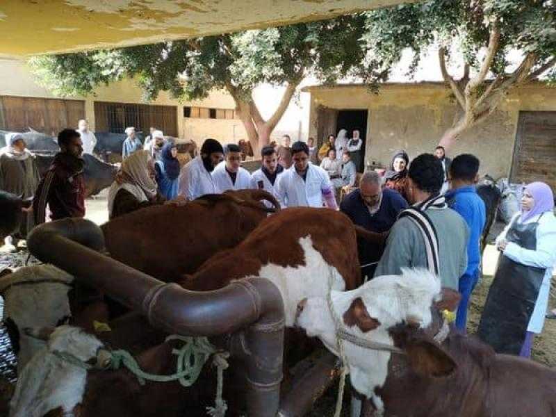 الزراعة: تحصين 6.6 مليون رأس ماشية ضد مرض الحمي القلاعية