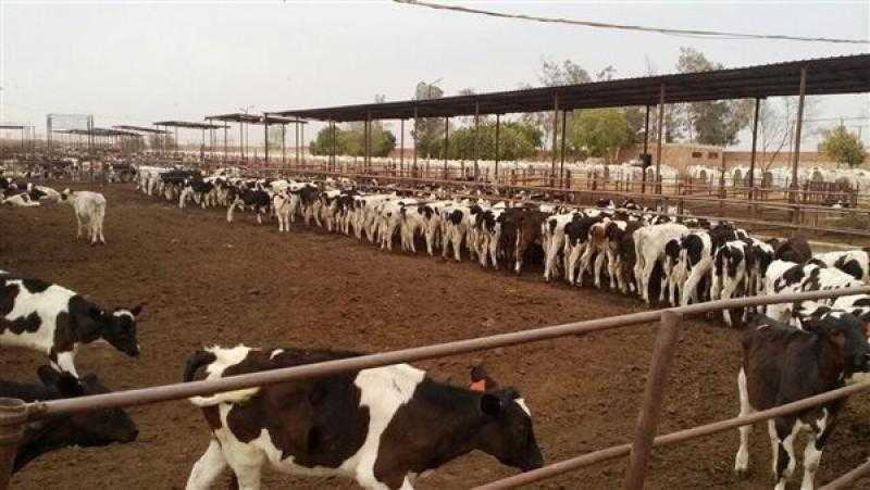 الزراعة: ”المشروع القومي للبتلو” حقق نجاحات في تعزيز الثروة الحيوانية