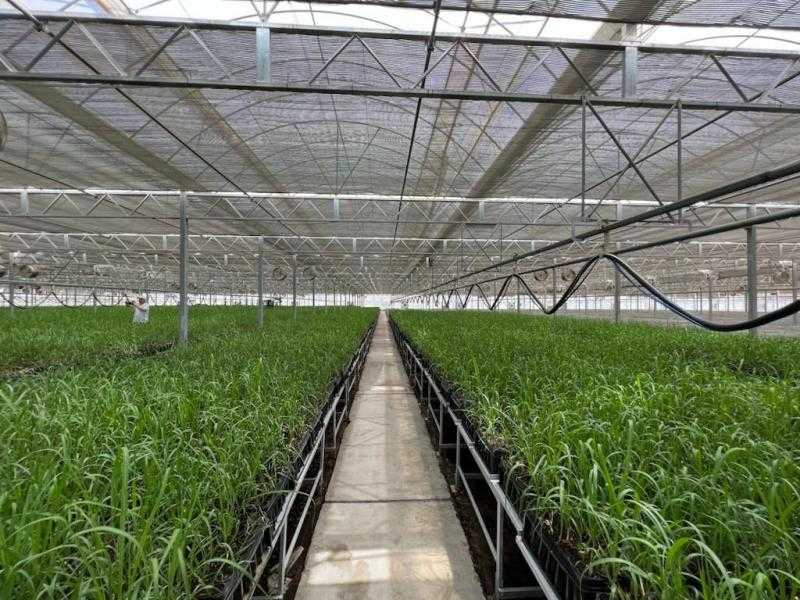 زيادة أسعار توريد المحاصيل السكرية.. خطوة لتشجيع المزارعين وتوسيع المساحات الزراعية.. فيديو