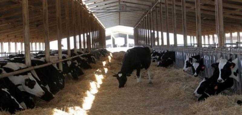 الزراعة: إصدار 1377 ترخيصاً لمشروعات الثروة الحيوانية والداجنة والعلفية