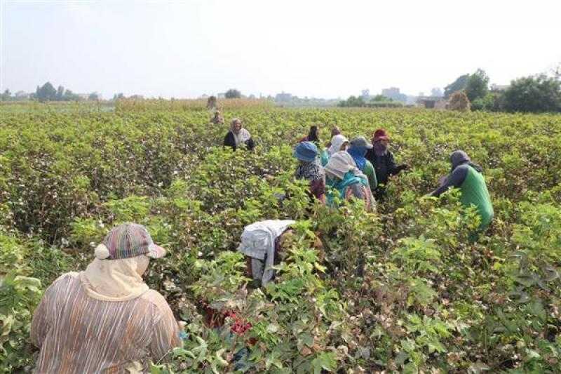 نقابة المهن الزراعية بالفيوم تحتفل بعيد الفلاح.. اليوم