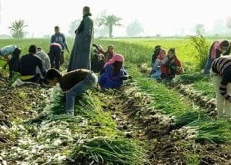 برلماني فى عيد الفلاح: الدولة تولى الزراعة اهتماما خاصا لتحقيق الأمن الغذائى