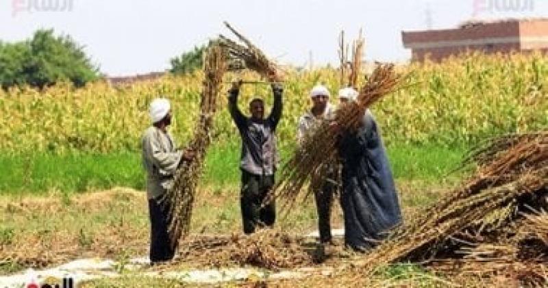 الحرية المصرى: الفلاح صمام أمان للأمن الغذائى وركيزة لدعم الاقتصاد الوطنى