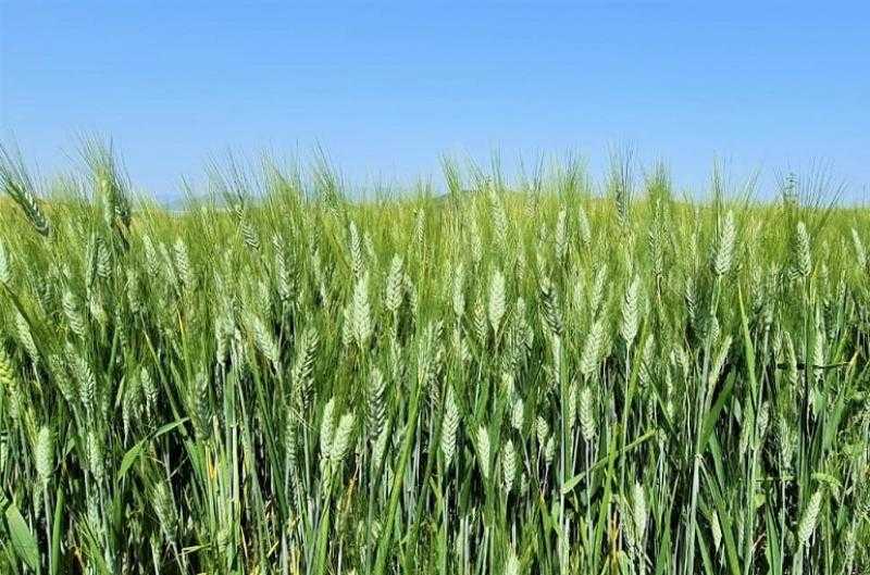 مركز «تغير المناخ» يحذر من زراعة القمح في أكتوبر.. ويؤكد أهمية استخدام المبيدات الوقائية