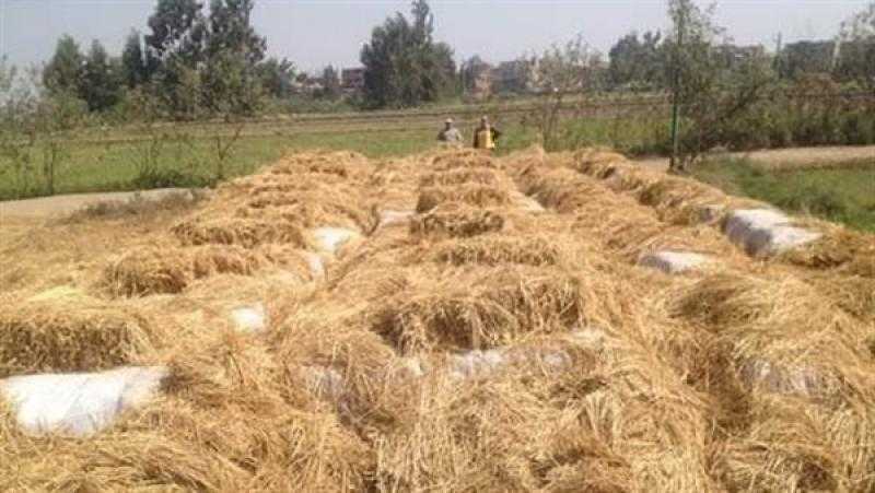 الزراعة: جمع 1.6 مليون طن قش وإنتاج 29 ألف طن أسمدة عضوية في 6 محافظات