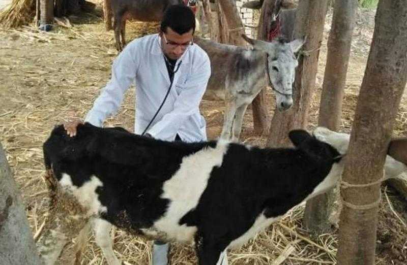 بيطرى البحيرة:علاج 80 رأس ماشية في مركز رشيد