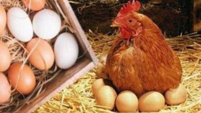 اتحاد منتجي الدواجن يكشف تأثير رفع أسعار المحروقات على الأسعار