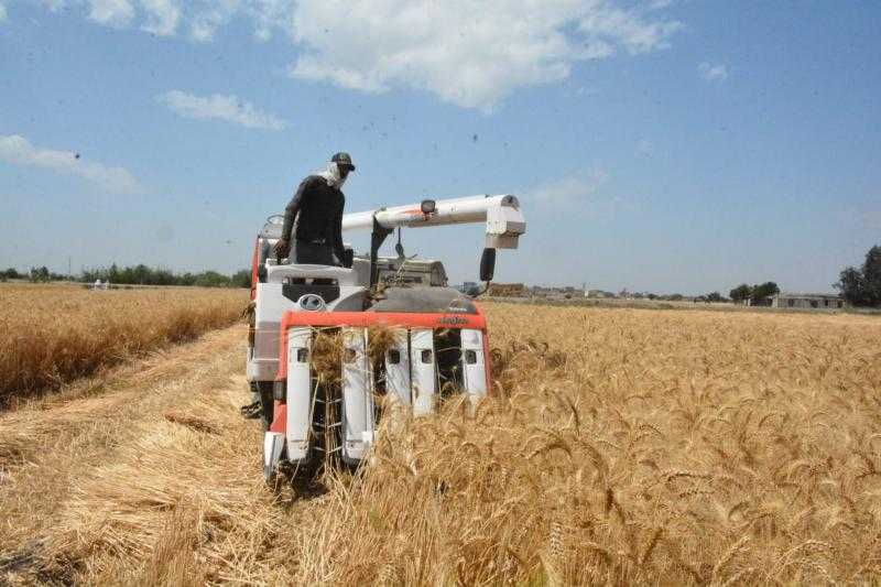 الحكومة تستقبل أكثر من 56 ألف طن قمح محلي منذ بدء موسم 2025