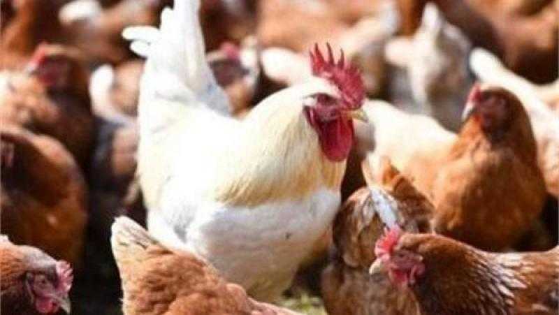 أسعار الدواجن اليوم الجمعة 25 - 4 - 2025