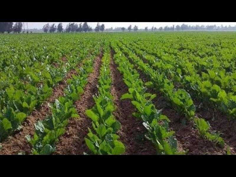 ”زراعة المنيا”: 89 ألف فدان بنجر هذا العام ومشروع STA يخدم صغار المزارعين