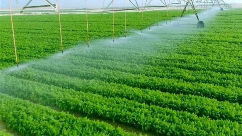 اللواء على الديب: مستقبل مصر يهتم برزاعة القمح وبنجر السكر