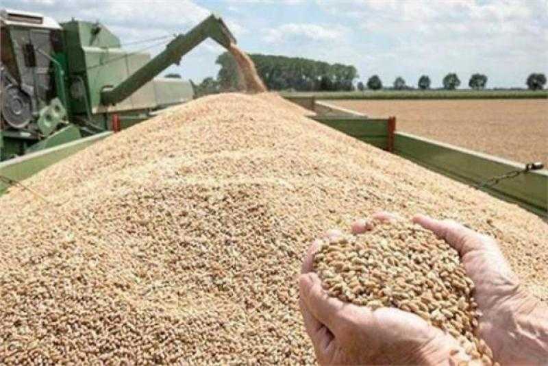 توريد 25.891 طن قمح في كفر الشيخ منذ بدء الموسم