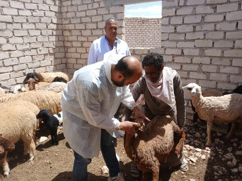 قافلة بيطرية مجانية شاملة السلوم تقوم بتحصين 1200 رأس ماعز