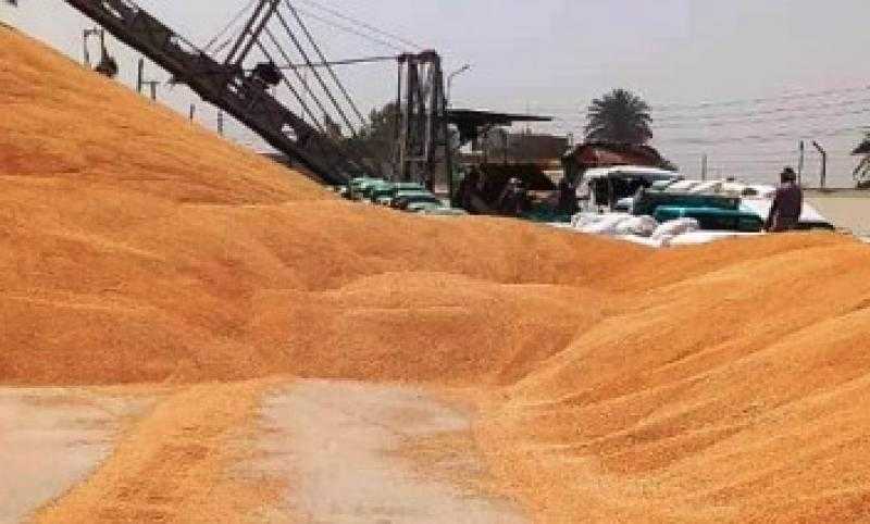 محافظ سوهاج: توريد 165 ألف طن قمح وصرف 2.5 مليار جنيه مستحقات للمزارعين