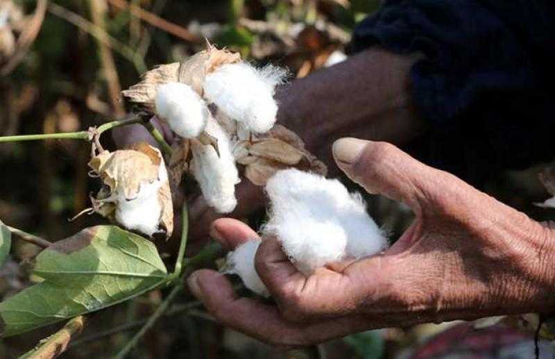 زراعة الشرقية تنظم ندوة إرشادية للنهوض بمحصول القطن في أولاد صقر