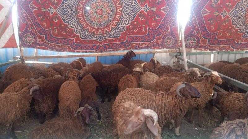 بدء افتتاح 21 شادرا رئيسيا لبيع الخراف الحية في العديد من المحافظات