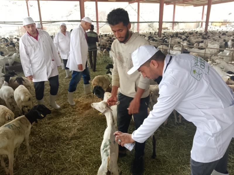 وزير الزراعة يتابع أعمال البعثة البيطرية المصرية للإشراف على الهدي والأضاحي بالمملكة العربية السعودية| صور