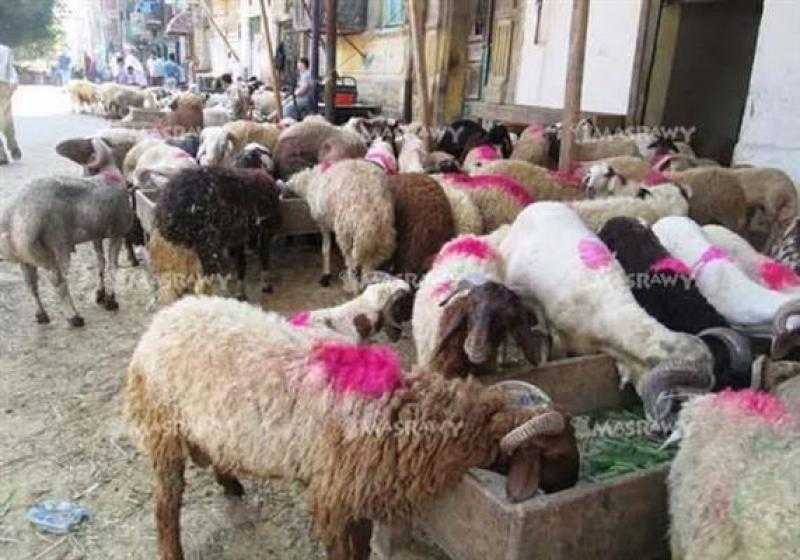مديرية الطب البيطري بالوادي الجديد: الانتهاء من تجهيز 8 مجازر حكومية و5 نقاط ذبح موزعة على مراكز المحافظة