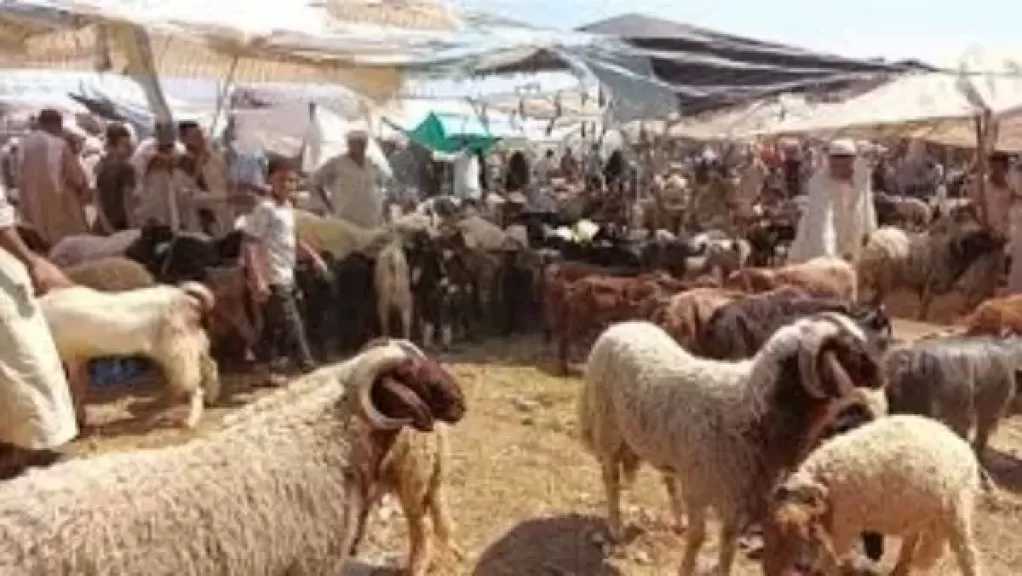 ما هي الأضحية؟.. دار الإفتاء توضح معناها الشرعي وما لا يُعد منها في عيد الأضحى