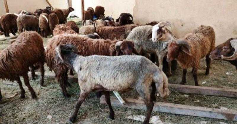 رئيس الهيئة العامة للخدمات البيطرية: ذبح مجاني وآمن للأضاحي وفق الشروط الشرعية والصحية