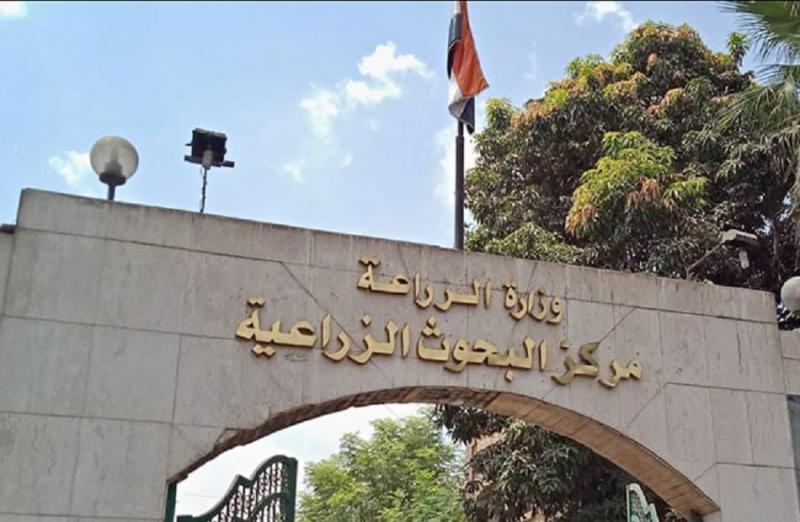 «البحوث الزراعية»: مصر تحتل مكانة عالمية متميزة في إنتاج نبات وزهور الياسمين