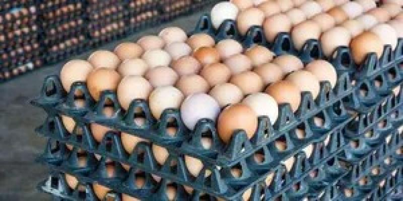 بـ 127 جنيها.. طرح بيض المائدة بمنافذ وزارة التموين