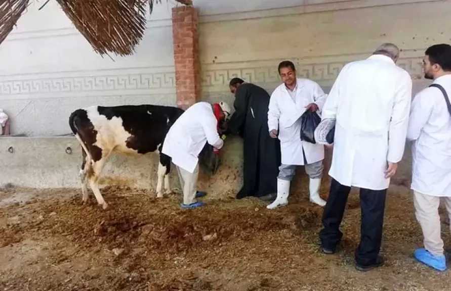 تحصين 229 ألف رأس ماشية في الدقهلية