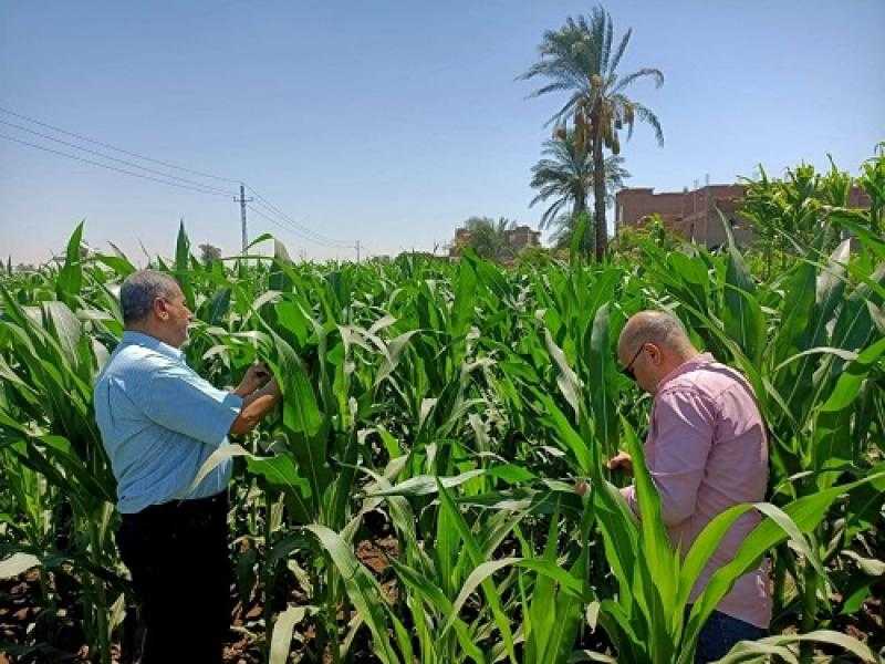 محافظ أسيوط: دعم مستمر للمزارعين ومتابعة للمحاصيل