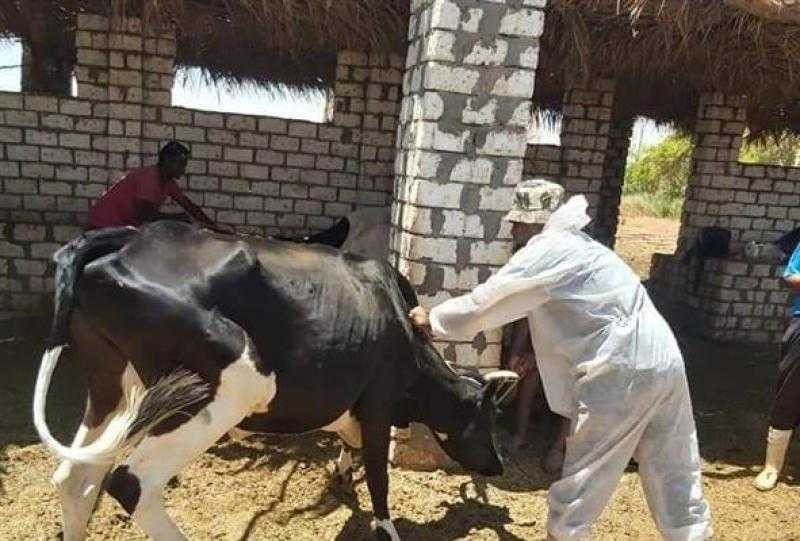 علاج 350 رأس ماشية في مركز دمنهور بمحافظة البحيرة