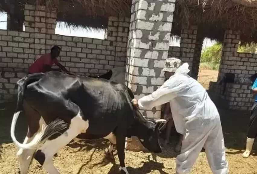 محافظ الجيزة: تحصين 200 ألف رأس ماشية في الحملة القومية لدعم الثروة الحيوانية