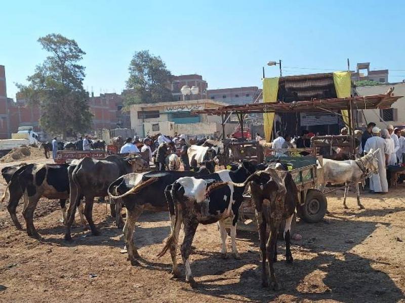 «الزراعة» تطلق 310 قوافل بيطرية مجانية في 299 قرية خلال يوليو الماضي| صور
