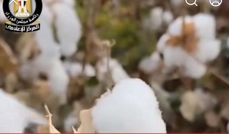 نجاح زراعة القطن لأول مرة في صحراء طور جنوب سيناء.. فيديو