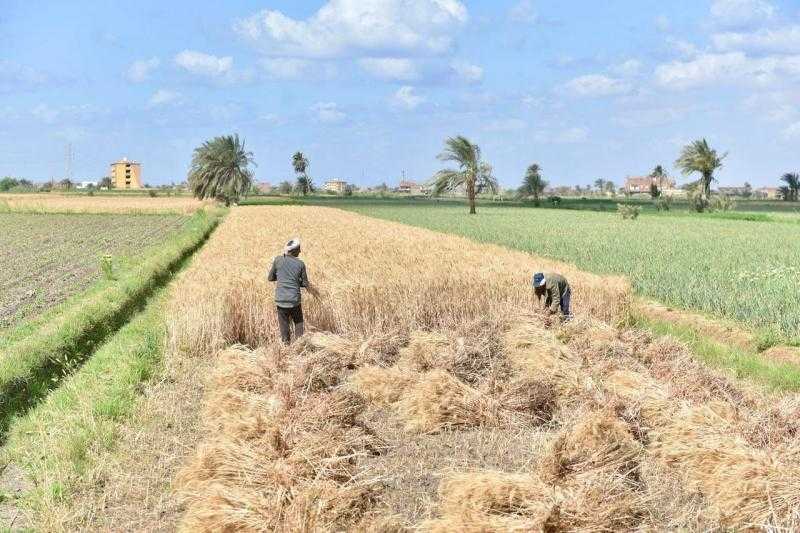 ”الزراعة” و”مافي” يبحثان آليات التعاقدات مع المزارعين في الموسم الجديد لشراء المحاصيل