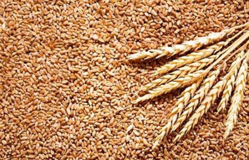 تسجيل 66 منتجًا غذائيًا وفحص 354 منتجًا جديدًا في أسبوع