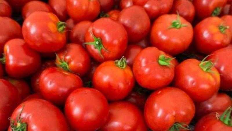 نقيب الفلاحين يعلن مفاجأة بخصوص سعر الطماطم