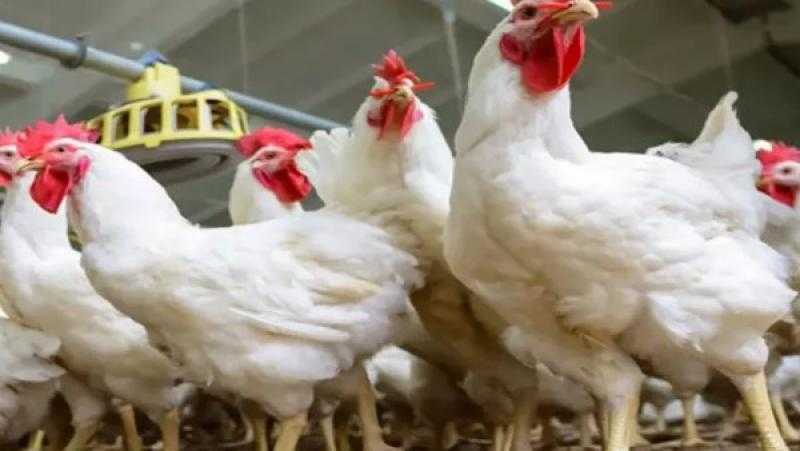 35 جنيها انخفاضا.. منتجي الدواجن تكشف السعر العادل للكيلو