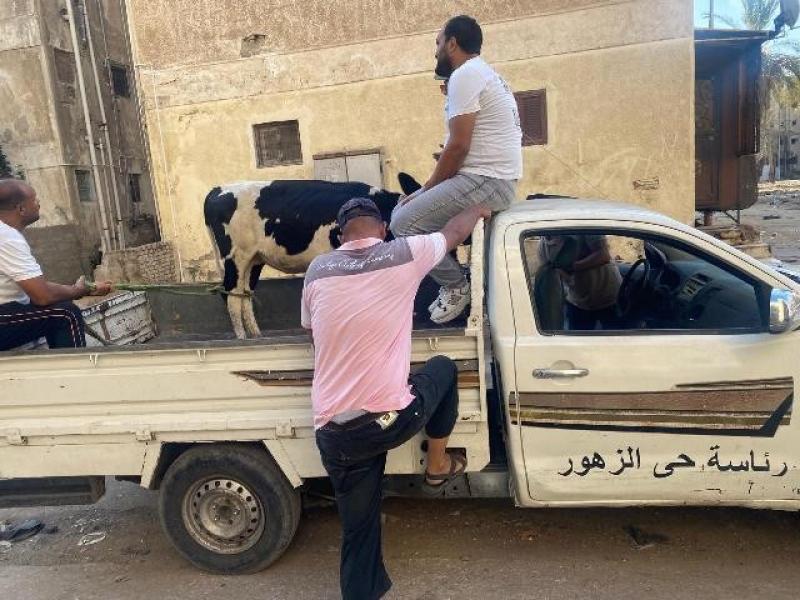 بورسعيد تبدأ مصادرة العجول والماشية الهائمة بالشوارع بعد انتهاء المهلة الممنوحة لأصحابها
