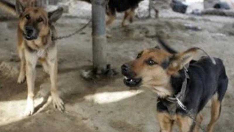 بلاغ للنائب العام بعد تسميم كلاب حدائق الأهرام.. ومنى خليل: القتل ليس حلاً