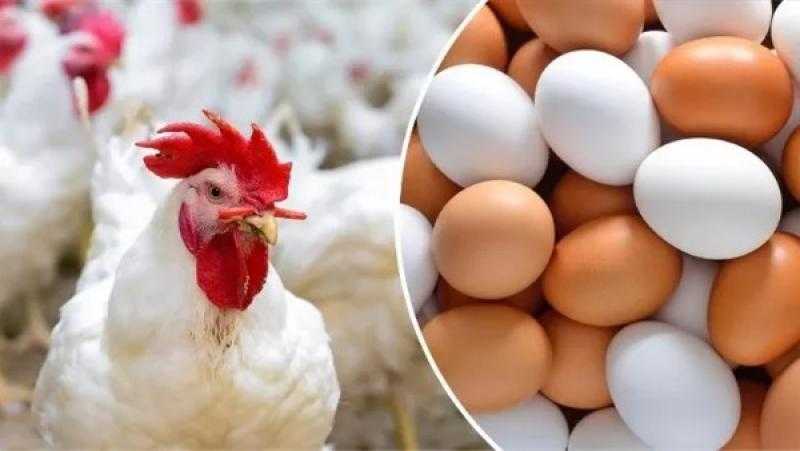 غرفة الدواجن: أسعار البيض غير عادية ومبالغ فيها