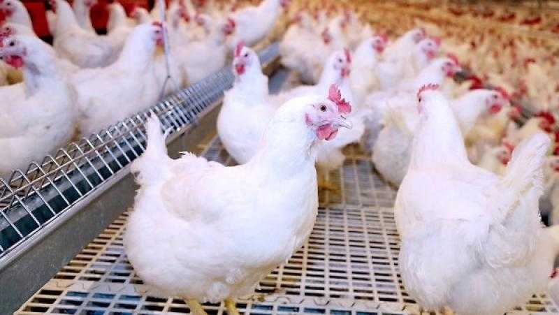 60 جنيه .. رئيس شعبة الدواجن يكشف مفاجأة في الأسعار الفترة المقبلة